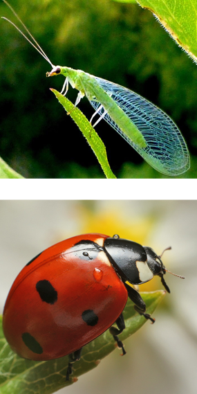 The green lacewing and ladybug are nature's pesticide in the garden - 5 rules for healthy plants.