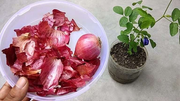 Organic Plant Care