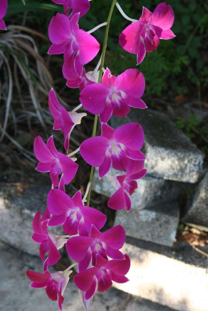 Dendrobium orchid - peace in pink