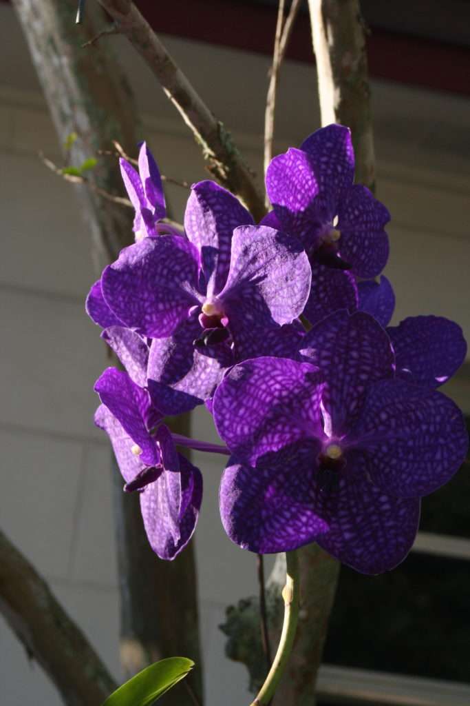 Vanda orchid - peace in purple
