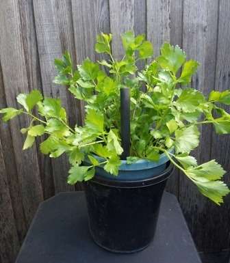 Easy DIY self-watering pot