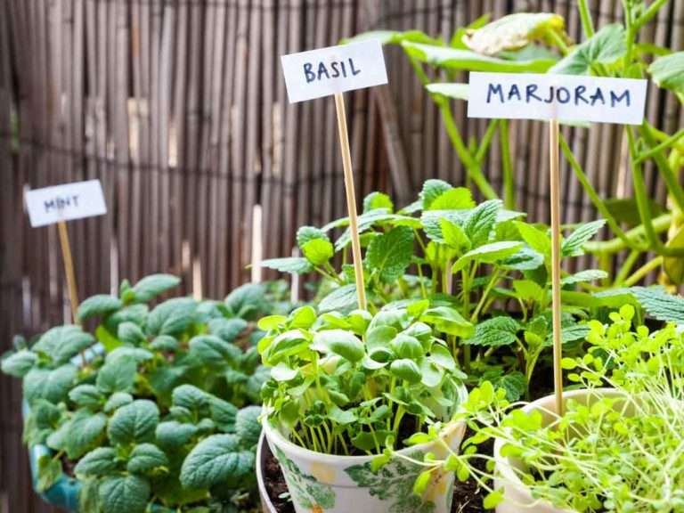 10 reasons you need to grow an herb garden