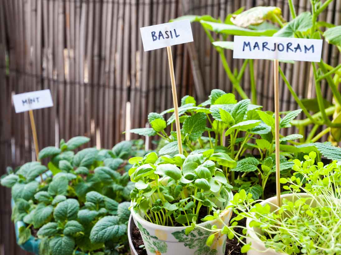 10 reasons you need to grow an herb garden