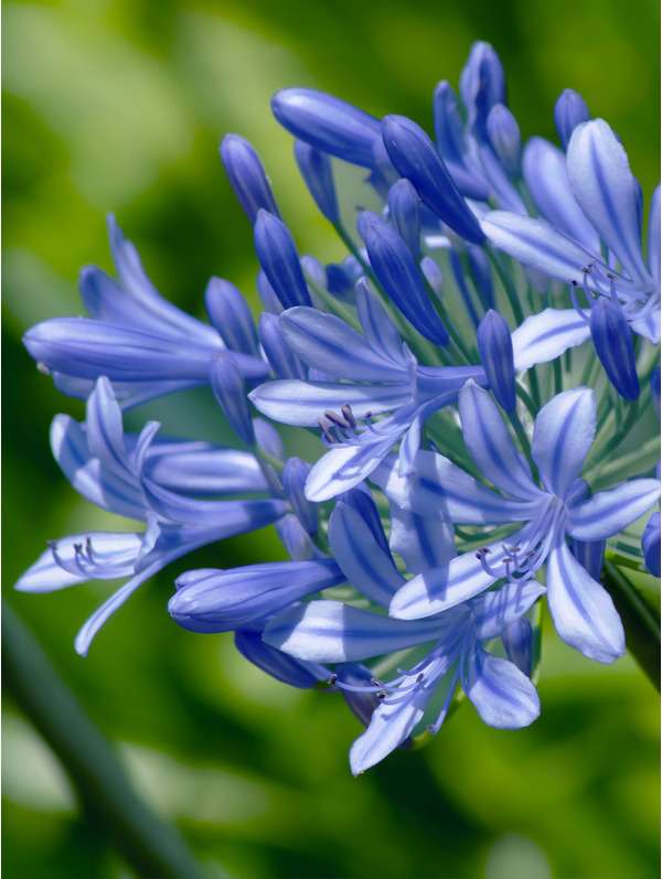 agapanthus