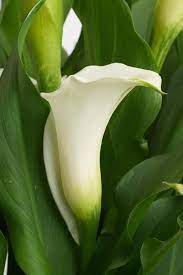 White Calla Lillies