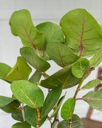Seagrapes
