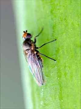 Leaf miners are common tomato and onion pests. 