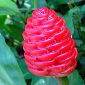 Pinecone ginger is an impressive and hardy plant.