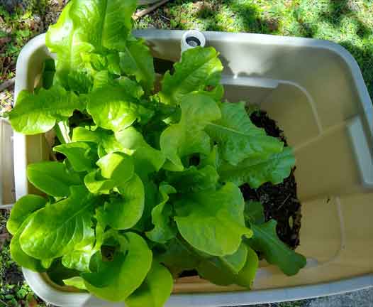 self-watering lettuce pot