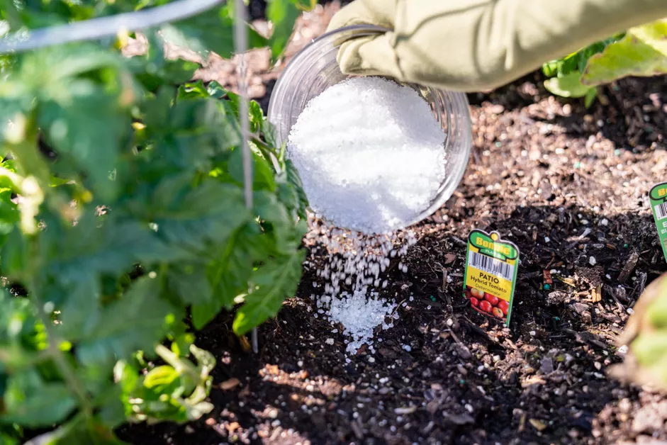 Epsom Salt: cure for slugs?