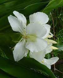 growing your own ginger supplies