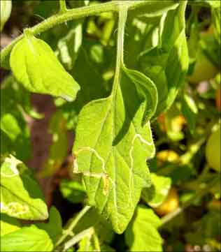 Tomato leaves scarred by leaf miners.