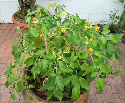 Patio Garden Success