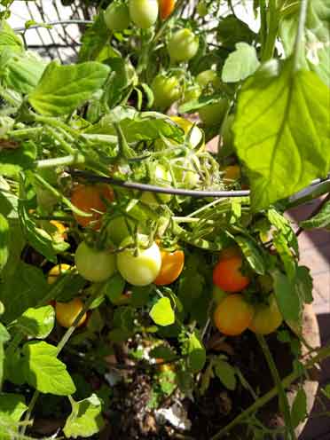 Successful patio garden project