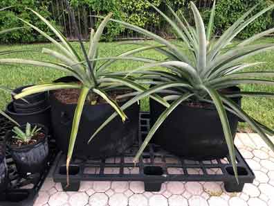 Grow bag container garden