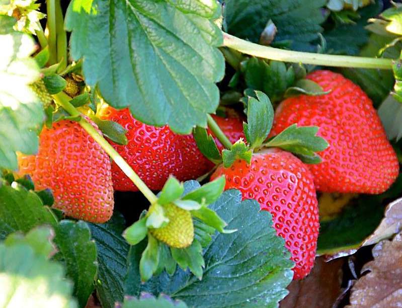 Florida strawberries may fall to the 2022 Christmas freeze.