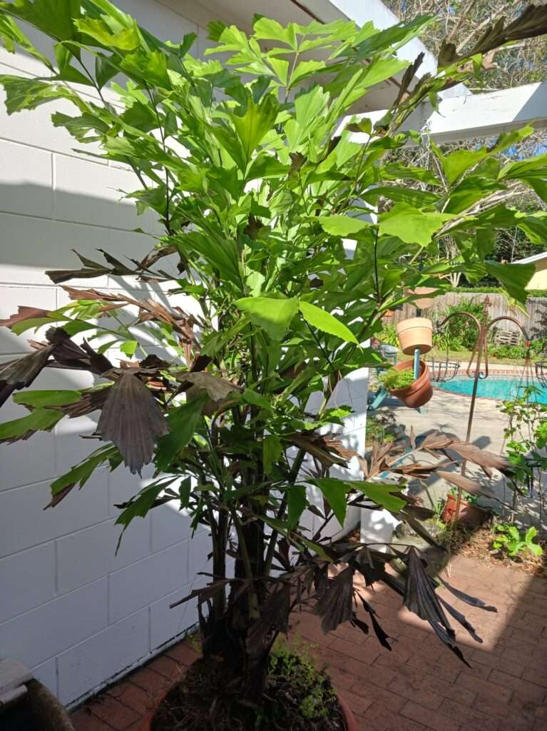 Brown leaves show a garden burnt by freeze.