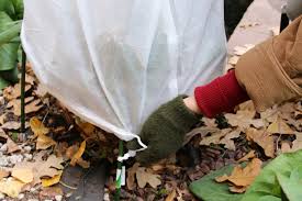 Sheets and blankets offer basic frost protection.