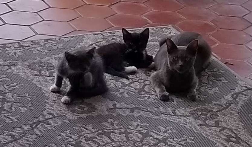 Feral cats develop bonds with residents once they are assured of their safety.