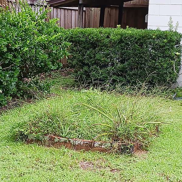Florida weeds grow big in summer from abundant rain and hot weather.
