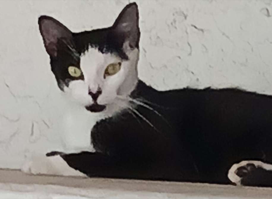 feral cats live in neighborhood colonies among residents.
