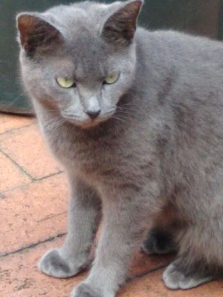 Squeaks is a feral community cat.