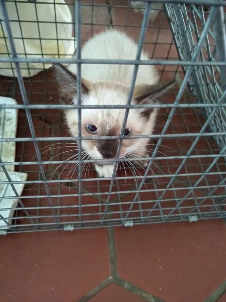 kitten in a Haveaheart trap.