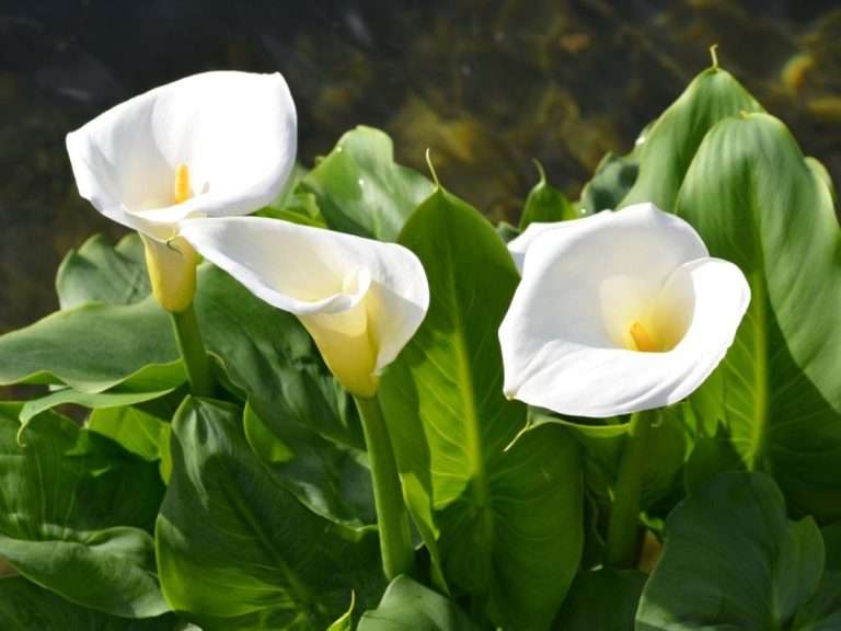 Beautiful calla lily won't bloom