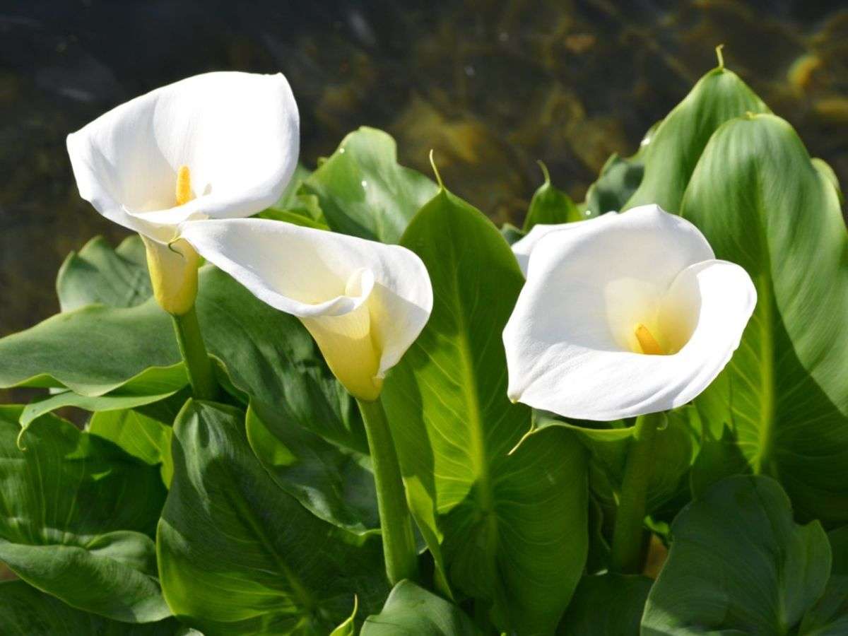 Beautiful calla lily won't bloom