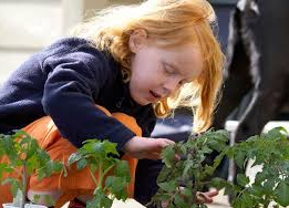 Discover your fascination with gardening