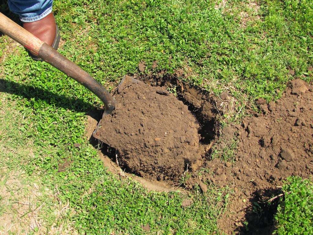 sandy soil in Florida