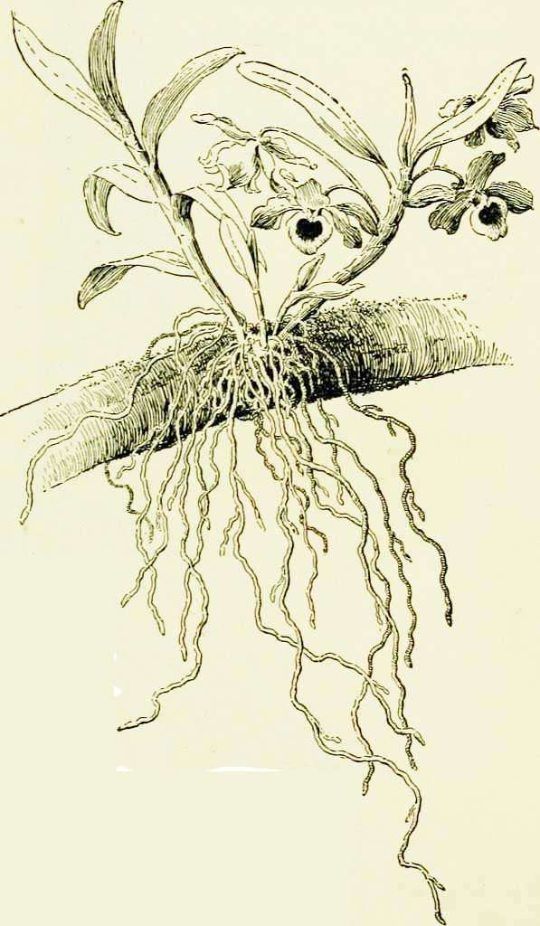 banana peel offers plants calcium and potassium for root development