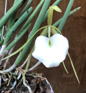 brassavola fragrant orchid