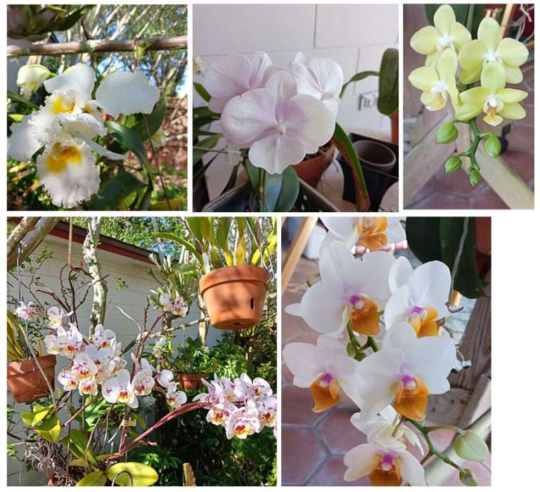 My favorite orchids