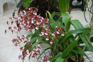 Chocolate orchid