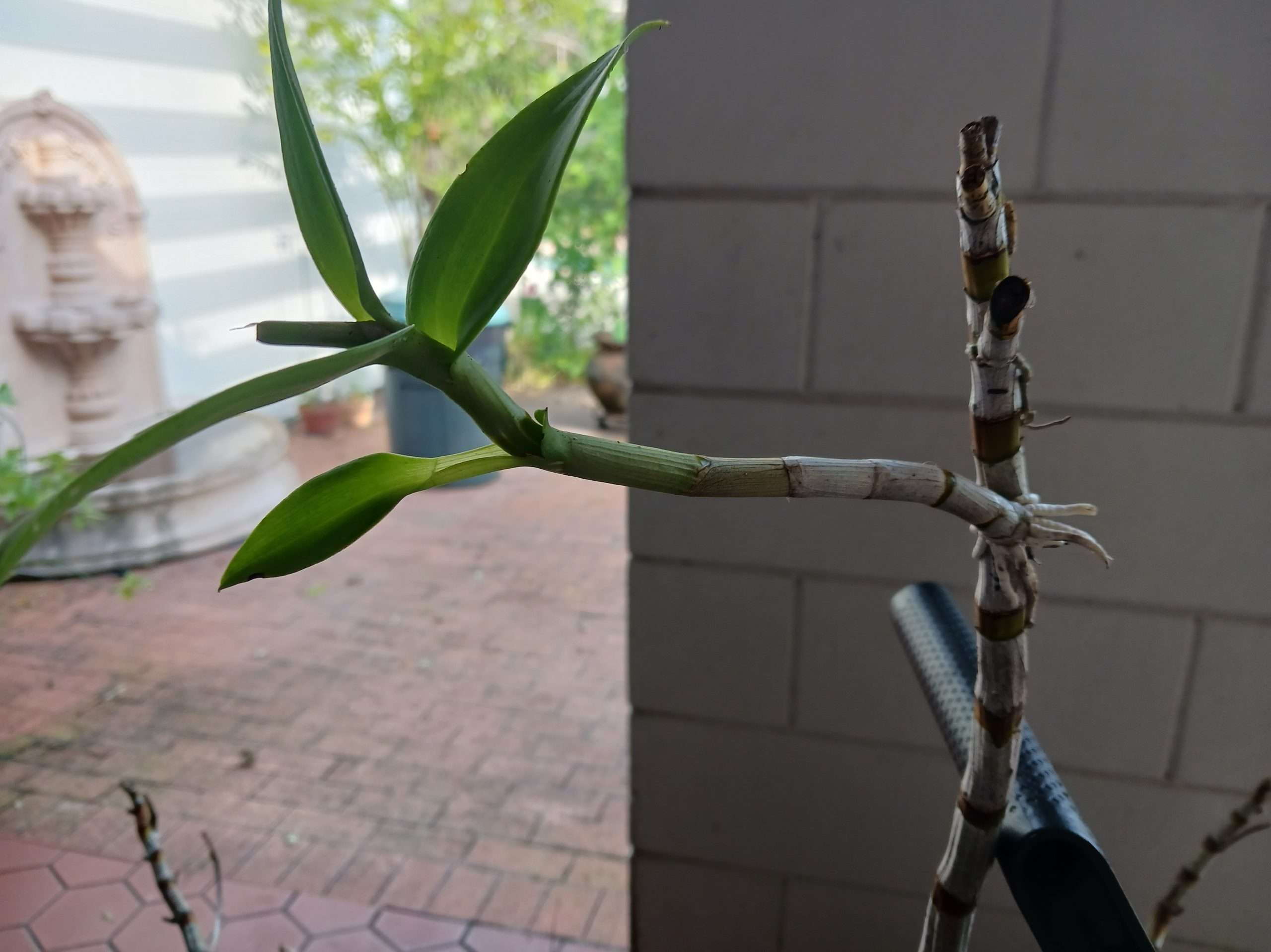 dendrobium orchid keiki reproduction