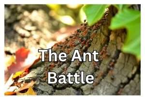 Ant infestations are bad in Florida in 2025