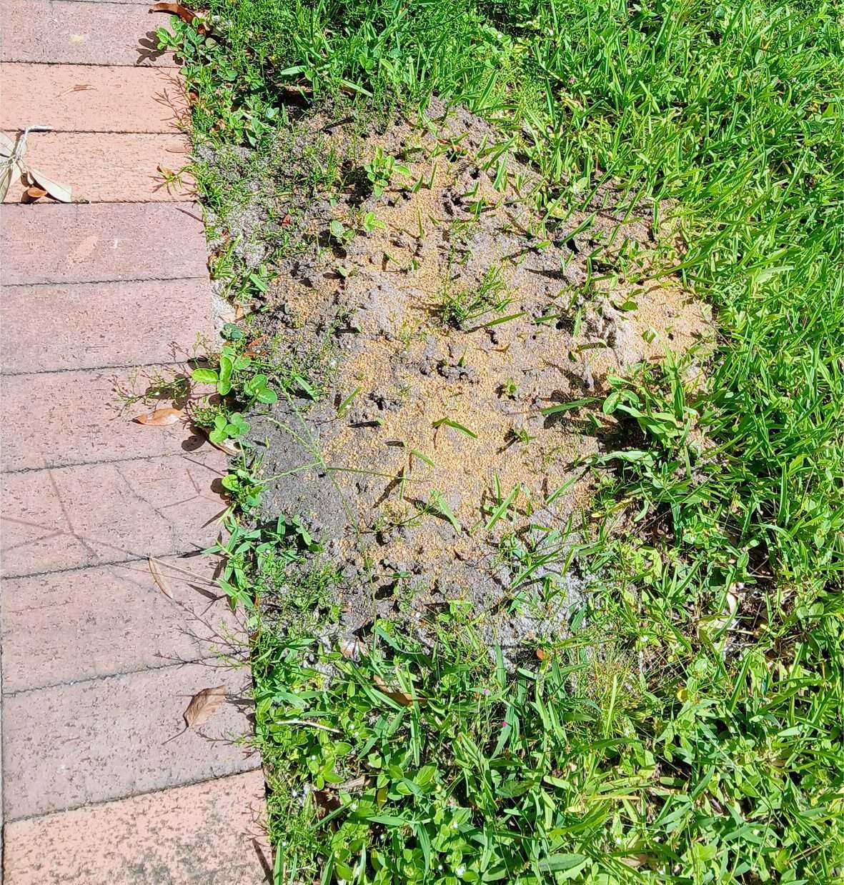 A typical fire ant mound this year in my Florida yard. 