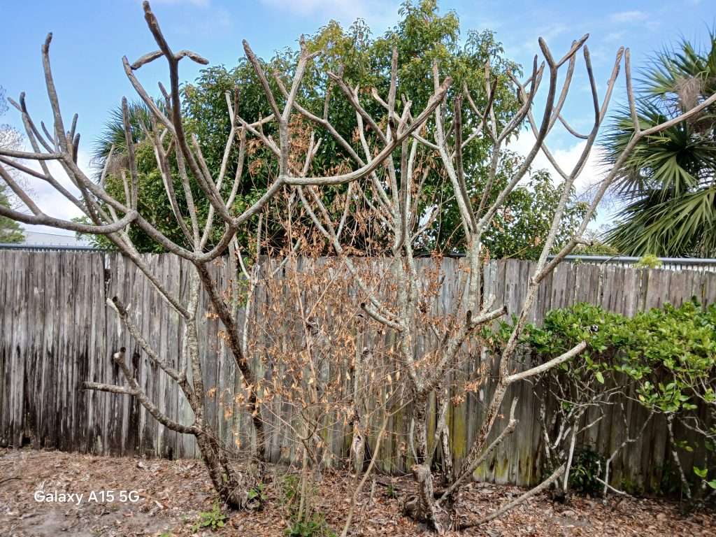 A 25=year=old plumeria shows rot creep from the freeze. 