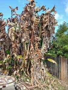 White bird of paradise after February 1, 2026 freeze.