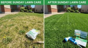 Successful results for using the Sunday Lawn Care subscription on a southern lawn