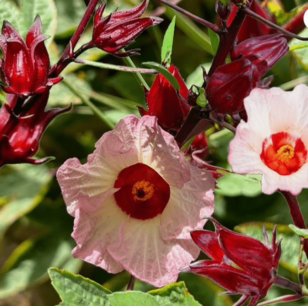 Hibiscus tea is made from the flowers of the hibiscus sabdariffa.