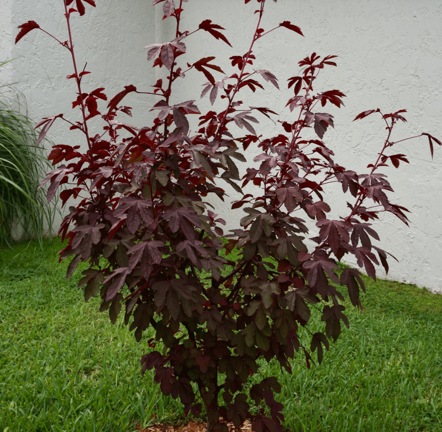cranberry hibiscus