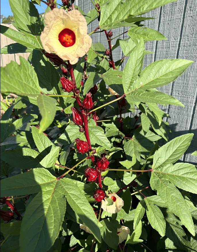 Blooming Roselle hibiscus tea caylx