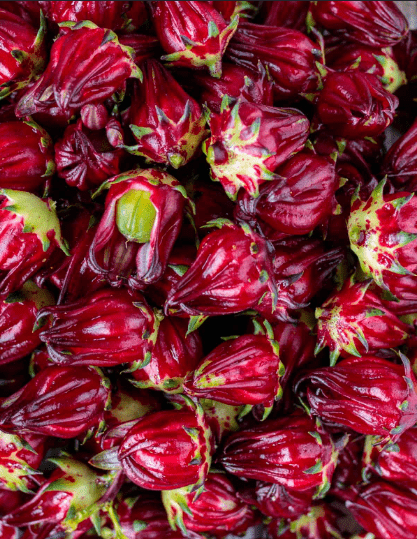 Hibiscus Roselle or cranberry hibiscus caylx and seeds