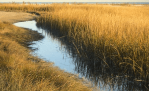 South Georgia's golden isles - spartina Marsh grass in the fall