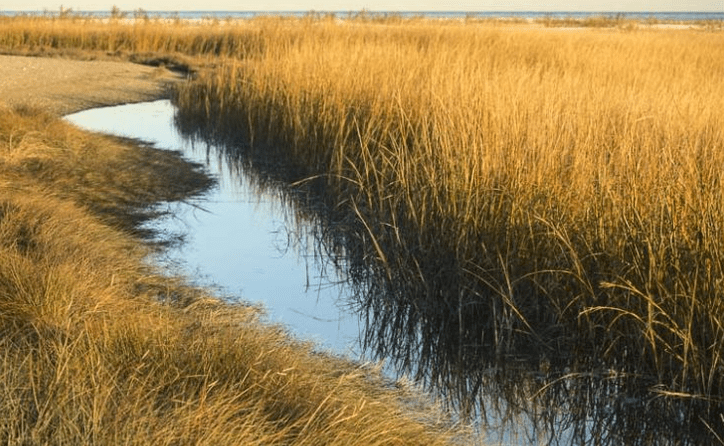 South Georgia's golden isles - spartina Marsh grass in the fall