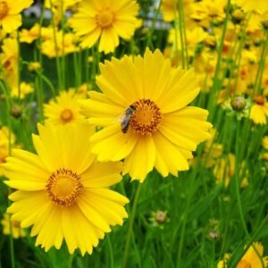 Coreopsis is just one native wildflower in Florida.